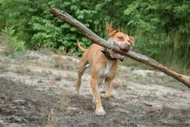 Corso-piękny pies wymagający pracy czeka na świadomy dom