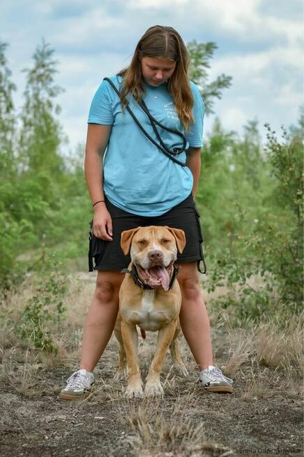 Corso-piękny pies wymagający pracy czeka na świadomy dom