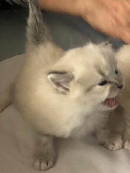 Piękne kocięta Ragdoll Rumia