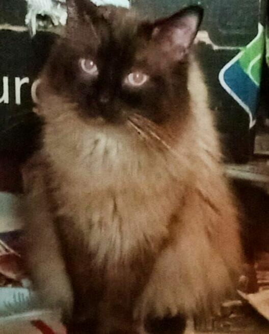 Piękne kocięta Ragdoll Rumia