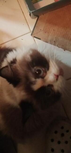 Piękne kocięta Ragdoll Rumia