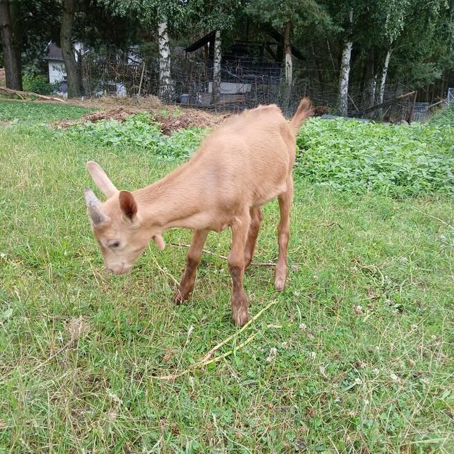 Przepiękny koziołek alpejski złoty i młoda kòzka