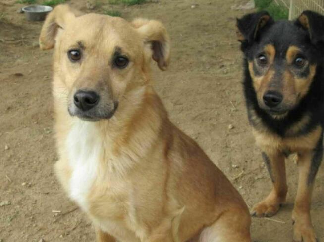 Smutny, młody SONIK szuka domu !! Do adopcji !!