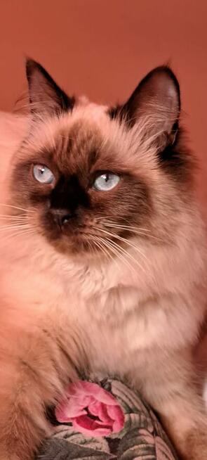 Piękne kocięta Ragdoll Rumia