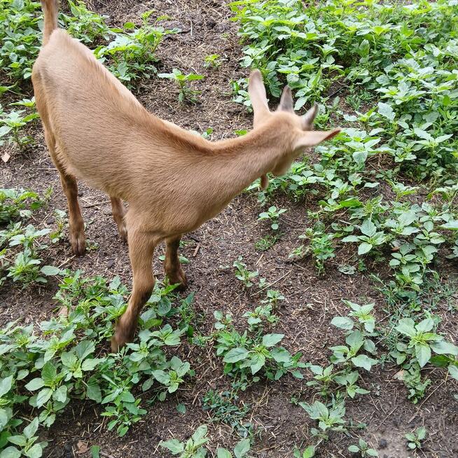Przepiękny koziołek alpejski złoty i młoda kòzka