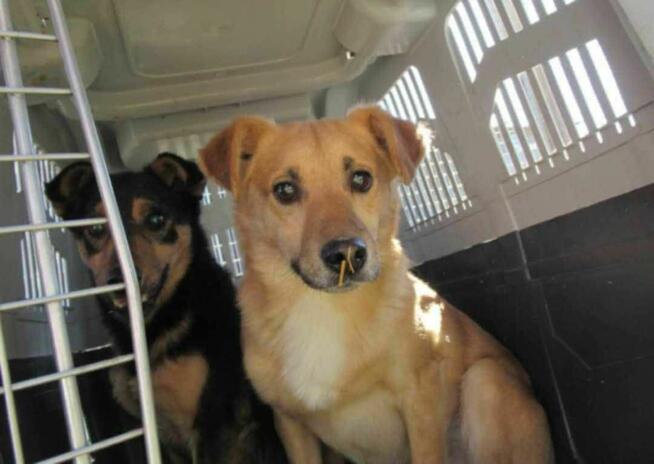 Smutny, młody SONIK szuka domu !! Do adopcji !!