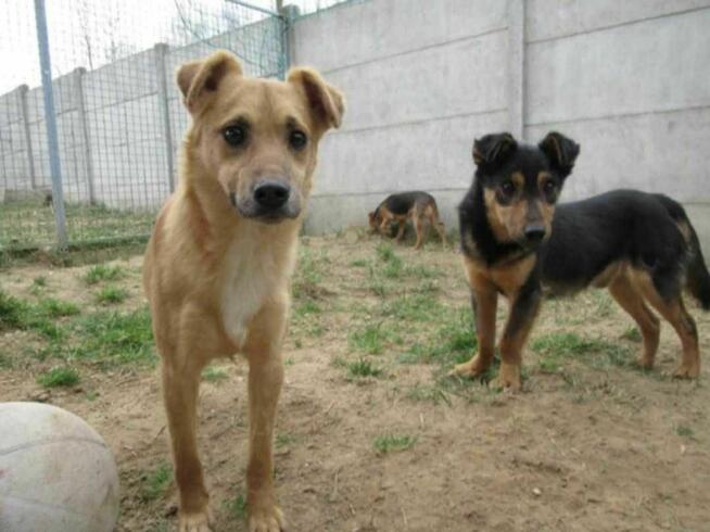 Smutny, młody SONIK szuka domu !! Do adopcji !!