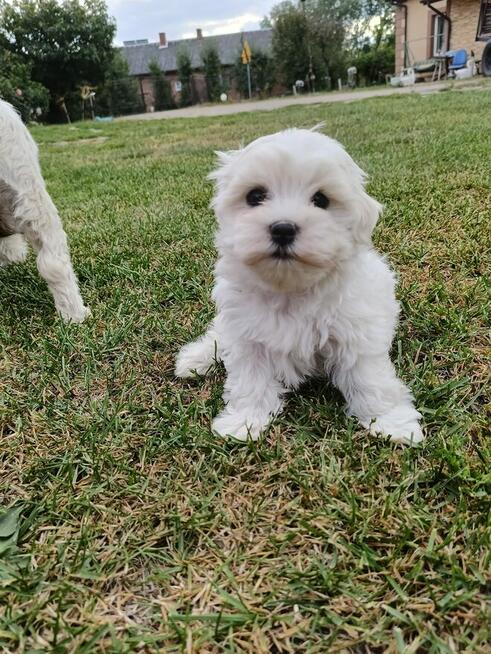 Piesek maltańczyk już do odbioru