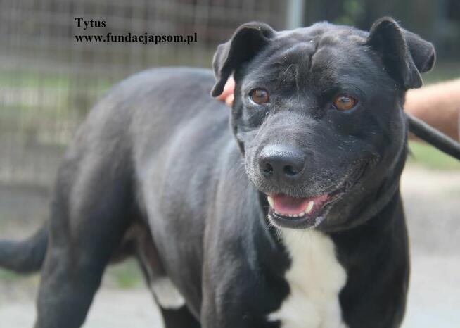 Tytus