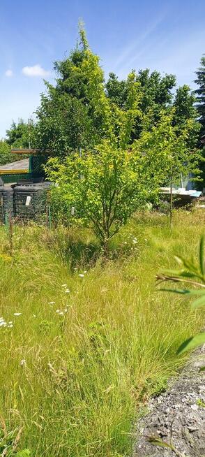 działka ROD 300m2 z domkiem murowanym Stoczniowiec Toruń