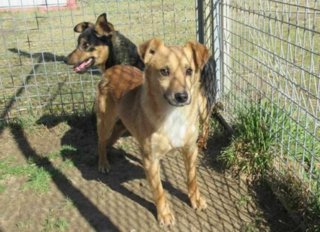 Smutny, młody SONIK szuka domu !! Do adopcji !!