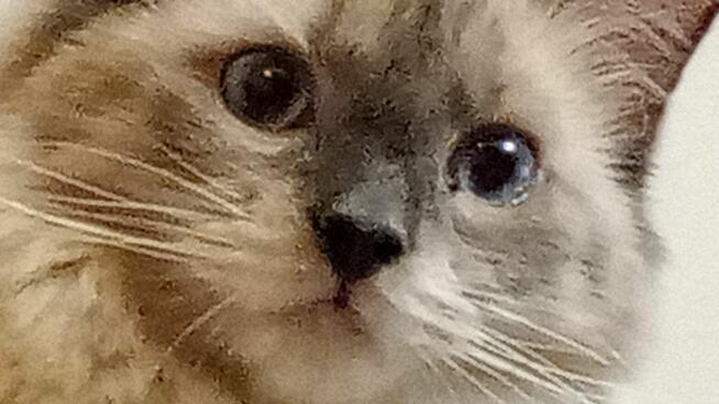 Piękne kocięta Ragdoll Rumia