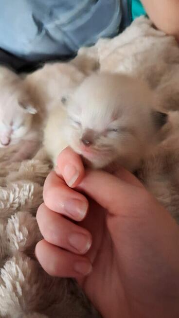 Piękne kocięta Ragdoll Rumia