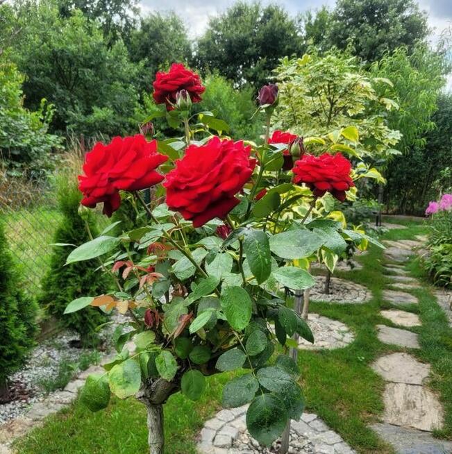 Działka rekreacyjna