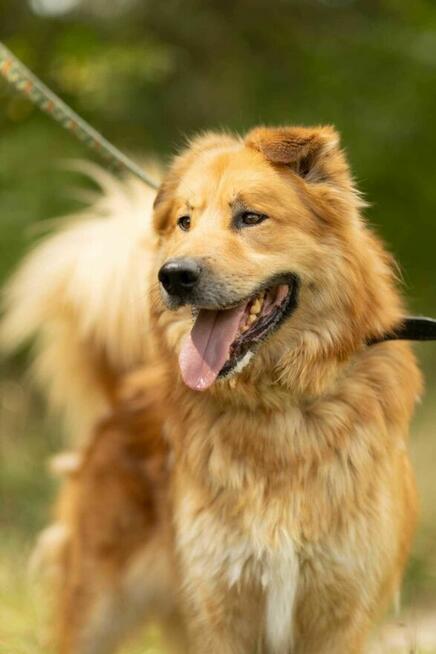 Piękny, przerażony CYNAMON szuka domu !! Do adopcji !!