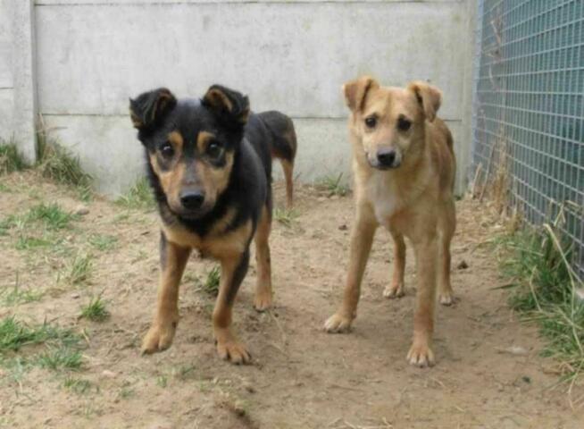 Smutny, młody SONIK szuka domu !! Do adopcji !!