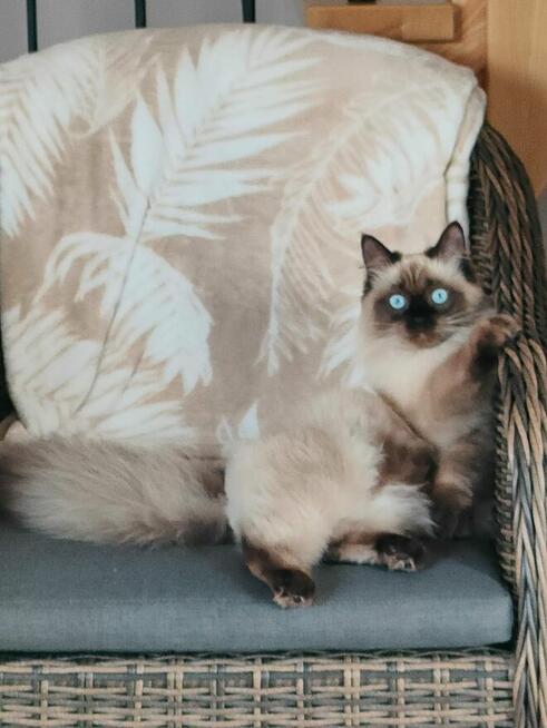 Piękne kocięta Ragdoll Rumia