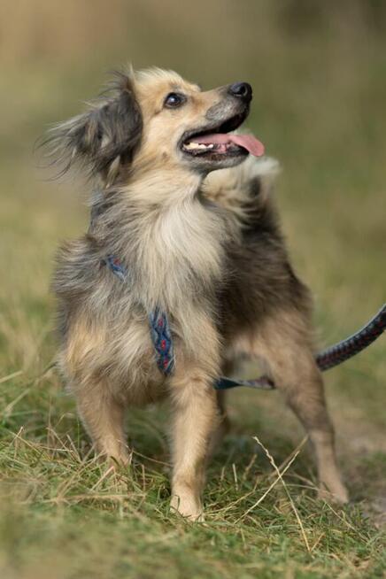 PUSZEK - mały, wrażliwy psiak szuka najlepszego domu