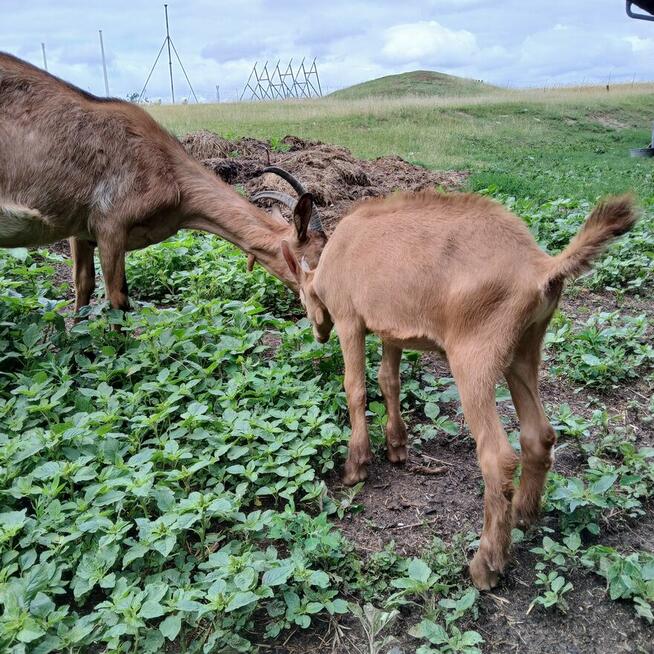 Przepiękny koziołek alpejski złoty i młoda kòzka