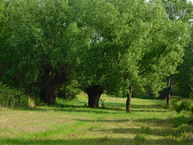 Działka budowlana Szymanów gm. Góra Kalwaria, Szymanów