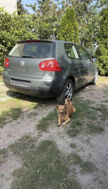 Golf V uszkodzony