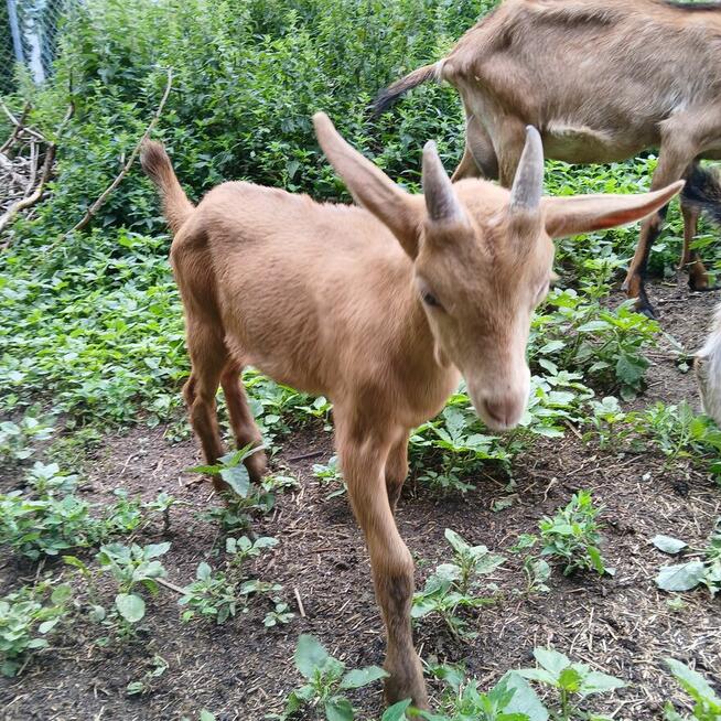 Przepiękny koziołek alpejski złoty i młoda kòzka