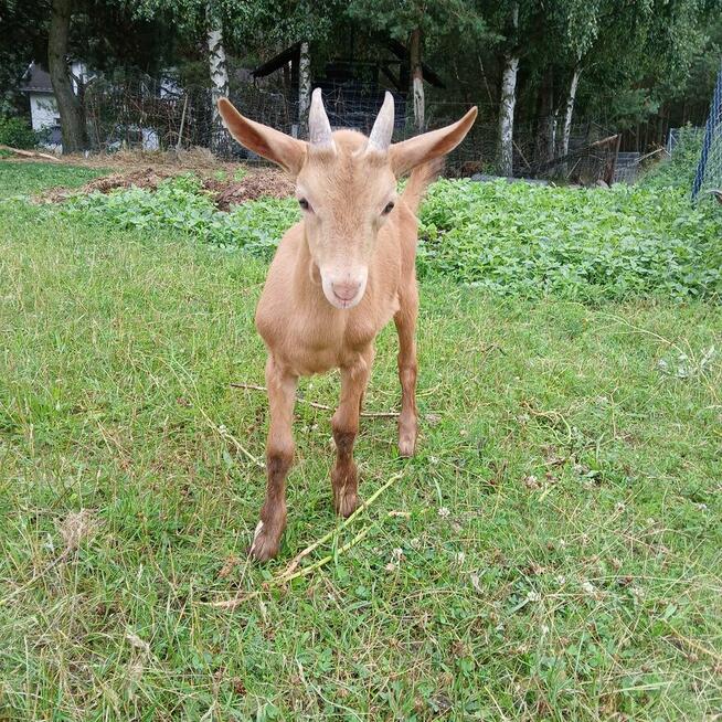 Przepiękny koziołek alpejski złoty i młoda kòzka