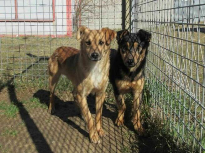 Smutny, młody SONIK szuka domu !! Do adopcji !!