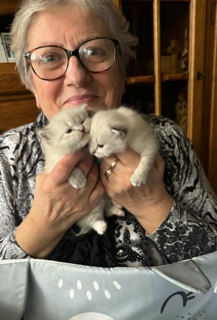 Piękne kocięta Ragdoll Rumia