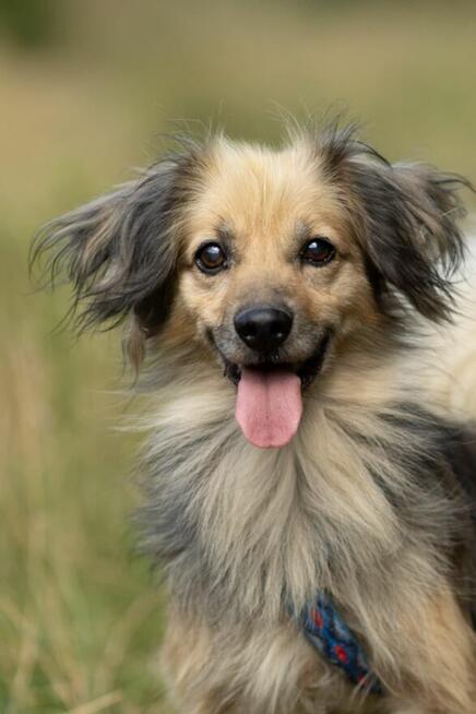 PUSZEK - mały, wrażliwy psiak szuka najlepszego domu