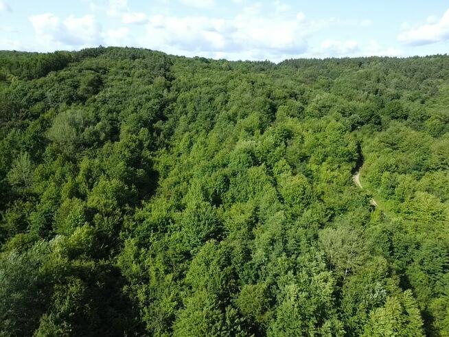 Działka rolno - leśna położona w miejscowości Pisarowce