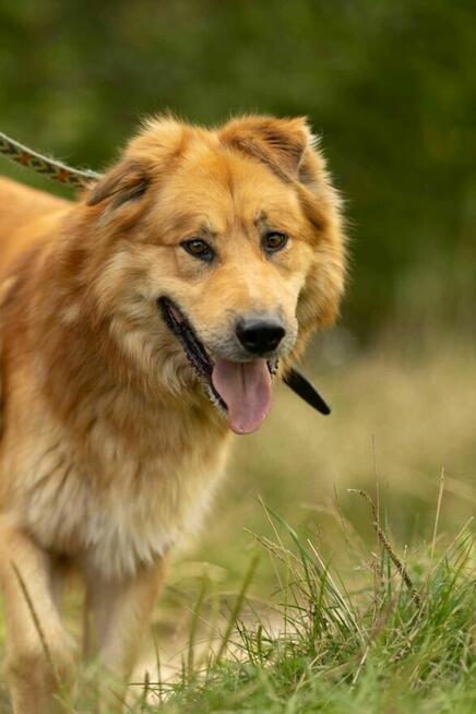 Piękny, przerażony CYNAMON szuka domu !! Do adopcji !!