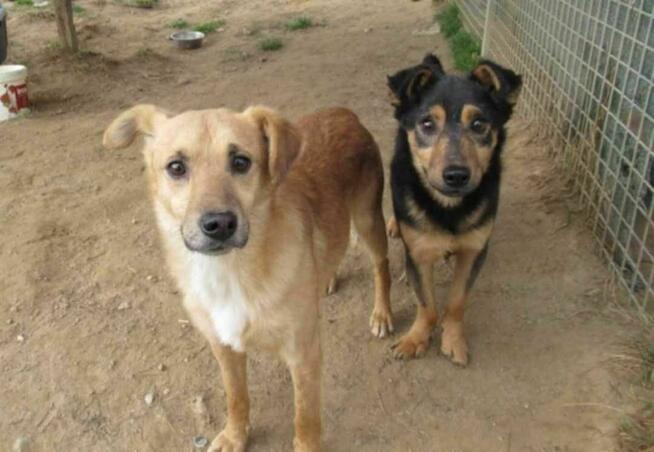 Smutny, młody SONIK szuka domu !! Do adopcji !!