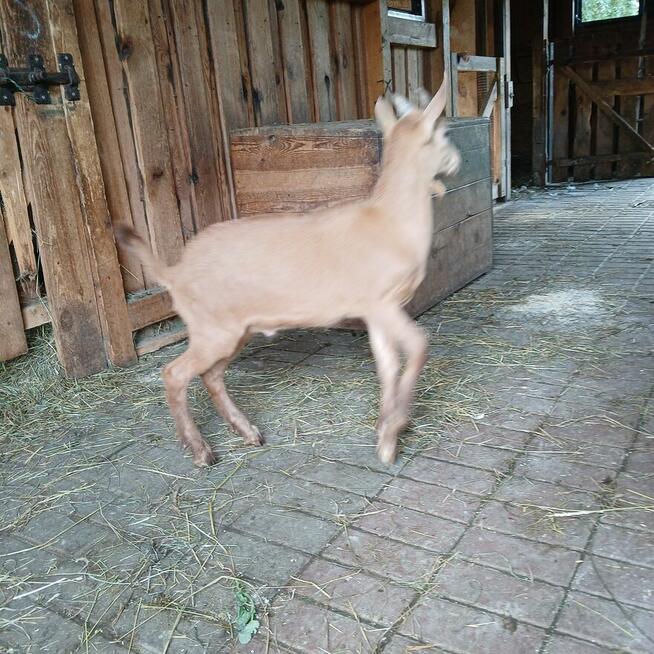 Przepiękny koziołek alpejski złoty i młoda kòzka