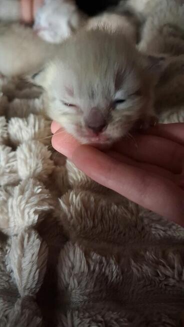 Piękne kocięta Ragdoll Rumia