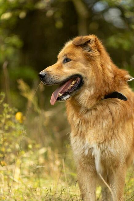 Piękny, przerażony CYNAMON szuka domu !! Do adopcji !!