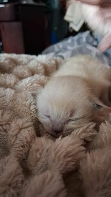 Piękne kocięta Ragdoll Rumia