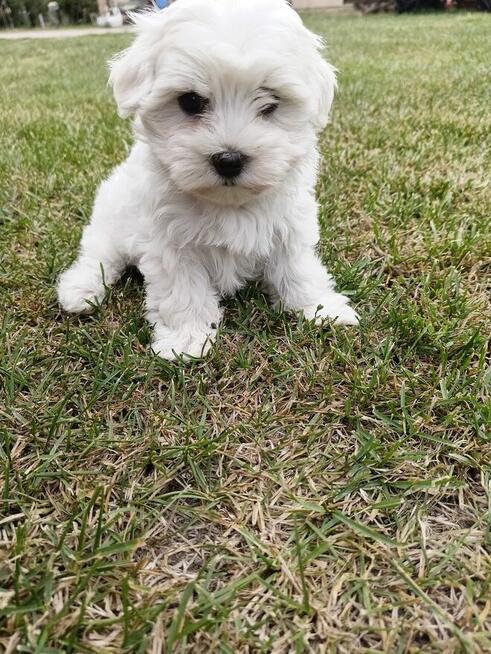Piesek maltańczyk już do odbioru