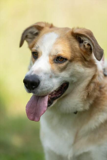 CEZAR - piękny, młody psiak za kratami, ADOPTUJ!