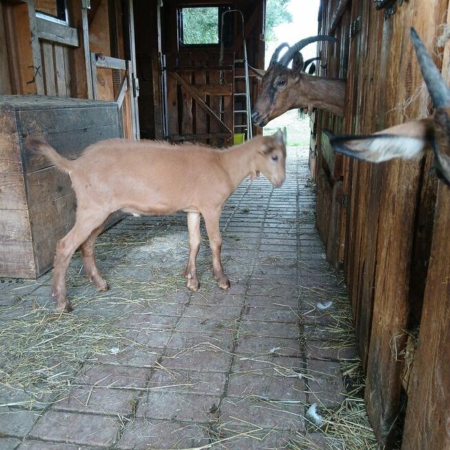 Przepiękny koziołek alpejski złoty i młoda kòzka