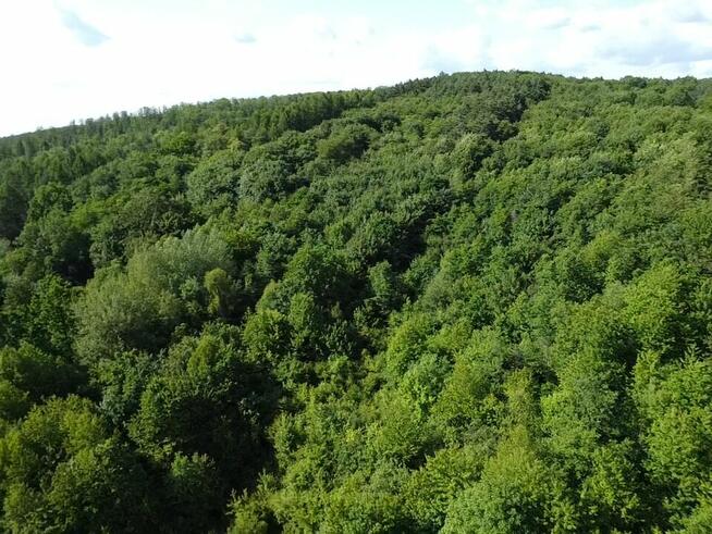 Działka rolno - leśna położona w miejscowości Pisarowce