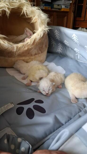 Piękne kocięta Ragdoll Rumia