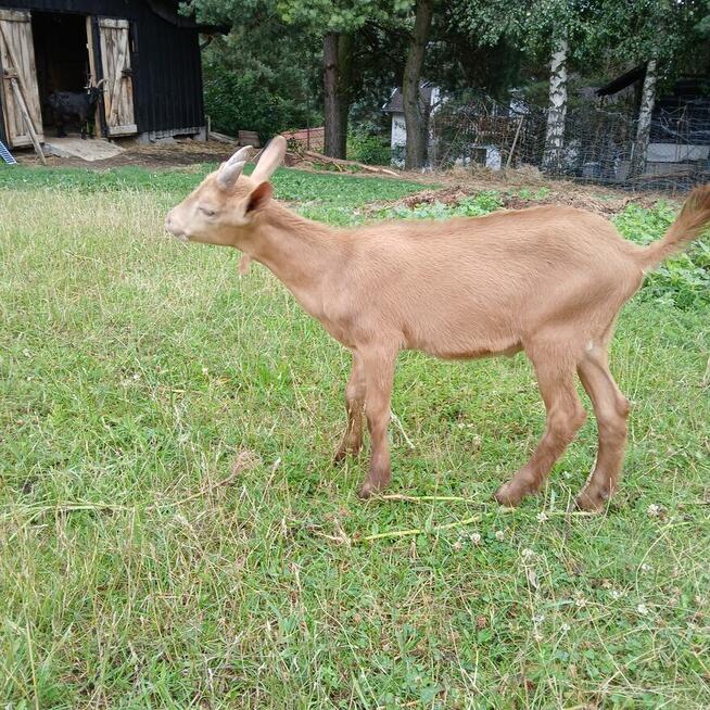 Przepiękny koziołek alpejski złoty i młoda kòzka