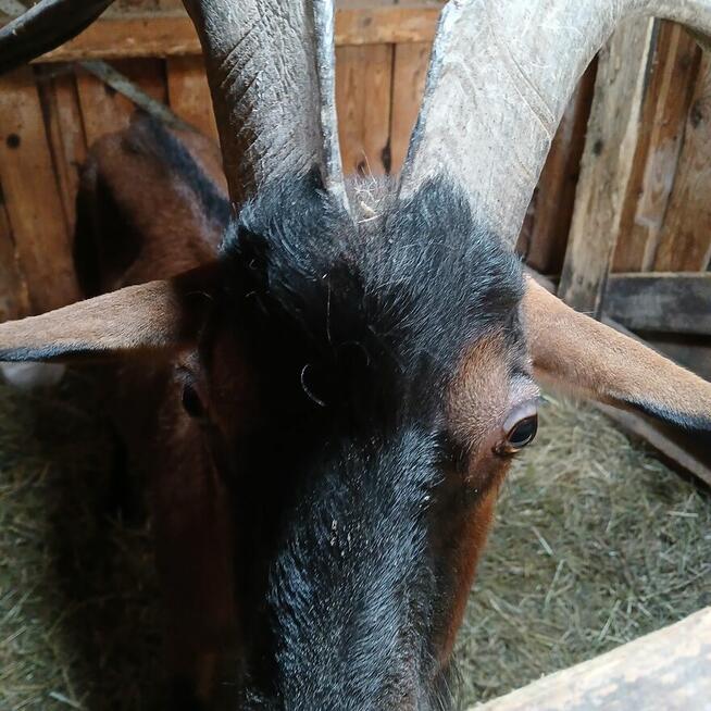 Przepiękny koziołek alpejski złoty i młoda kòzka