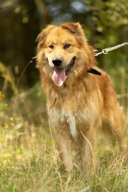 Piękny, przerażony CYNAMON szuka domu !! Do adopcji !!