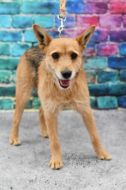 Uroczy Pablo szuka aktywnego domku!