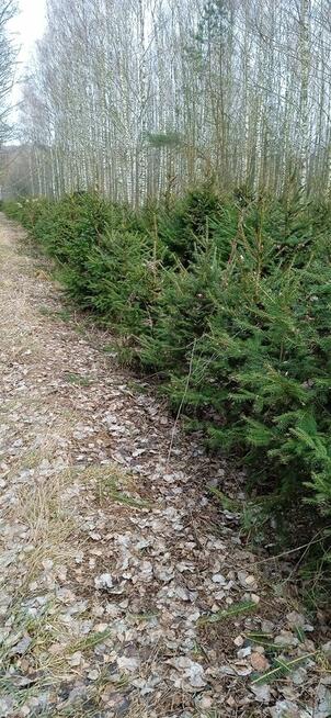 Świerk -choinki