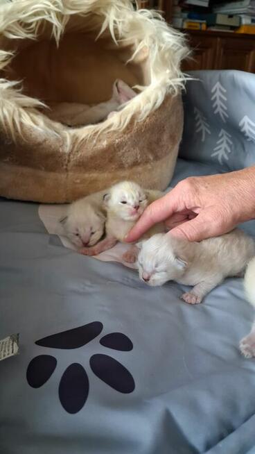 Piękne kocięta Ragdoll Rumia