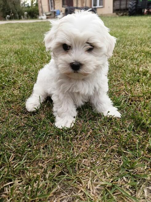 Piesek maltańczyk już do odbioru