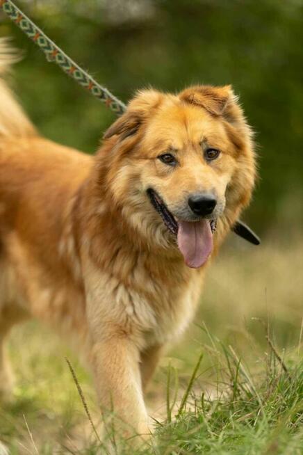 Piękny, przerażony CYNAMON szuka domu !! Do adopcji !!